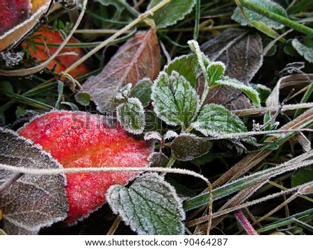 Frozen grass