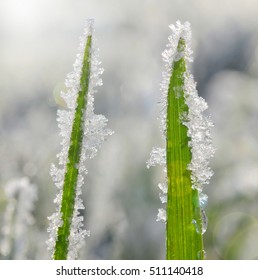 Frozen grass close up. Nature background.