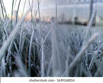 frozen grass. hoarfrost on grass with bokeh. cold background. copyspace. winter theme