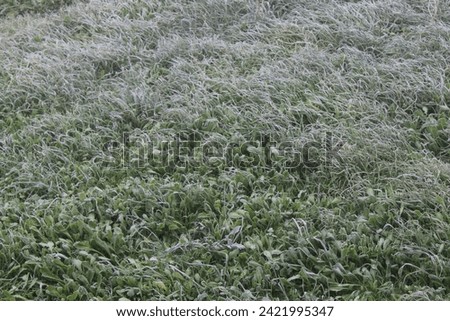 frozen grass in the morning, frosty frozen grass for background