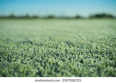 frozen grass on the football pitch