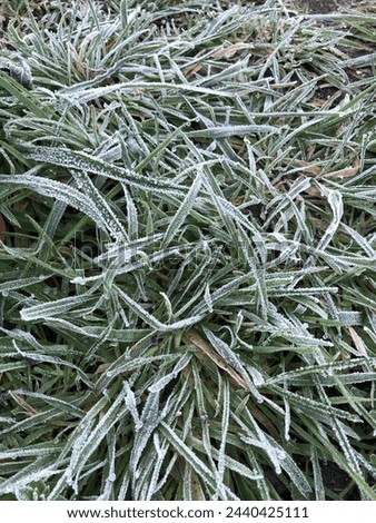 Frozen grass sparkles in the winter sunlight, each blade encased in a delicate sheath of ice. Nature’s intricate artwork, a testament to resilience and the beauty of the changing seasons.