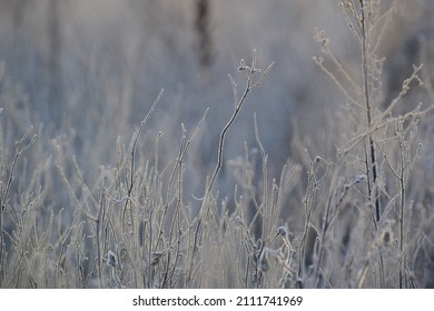 Frozen Grass Winter Scape In The Morning