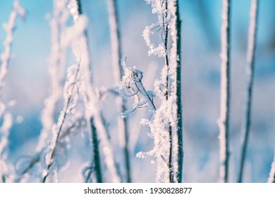 frozen grass in winter sezon - Shutterstock ID 1930828877