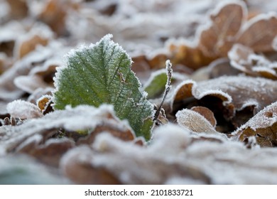 Frozen green tree leaf smelly ballote, in winter with hoarfrost in Dwingelderveld, Netherlands