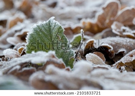 Frozen green tree leaf smelly ballote, in winter with hoarfrost in Dwingelderveld, Netherlands



