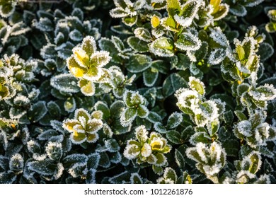 Frozen hedge of a winter morning, natural background