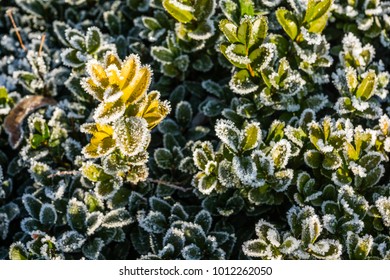 Frozen hedge of a winter morning, natural background