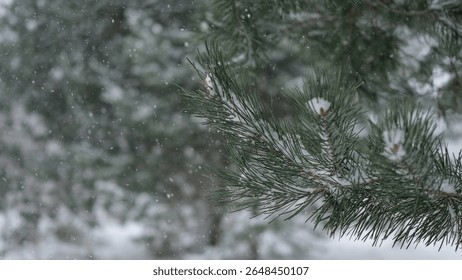 Frozen iced branches of pine tree against sun during sunny day in winter. Macro close up view of evergreen trees covered by snow. Winter forest. Plants in the wood at frosty weather. Nature landscape