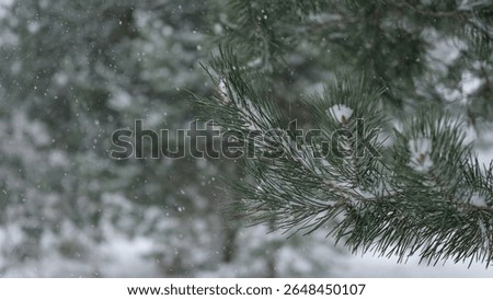 Frozen iced branches of pine tree against sun during sunny day in winter. Macro close up view of evergreen trees covered by snow. Winter forest. Plants in the wood at frosty weather. Nature landscape