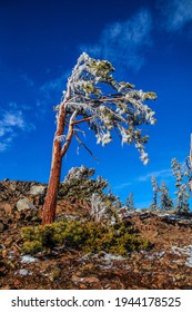 Frozen Icy Tree In Tahoe National Forest 