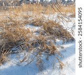 frozen lake. famous place. river in ice. reeds on the bank in ice. beautiful ice on the lake. winter natural landscape.