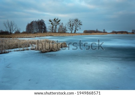 A frozen lake with reeds, an evening view, Stankow, Lubelskie, Poland