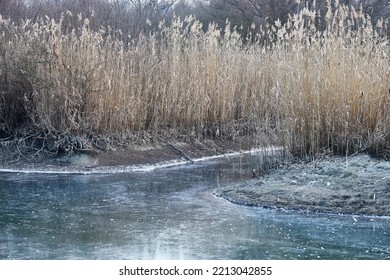 Frozen Lake Tisza Canals With Ice And Reed, Winter Frost