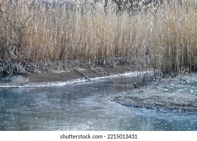 Frozen Lake Tisza Canals With Ice And Reed, Winter Frost