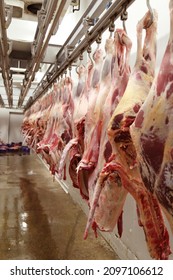 A lot of frozen lamb carcasses hanging in the hook cold store.  slaughterhouse cows, hanging on hooks in the cold half of cows. At the slaughterhouse. Carcasses, raw meat beef, hooked in the freezer