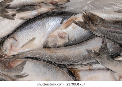 Frozen Large Herring, Ice Block Of Herring Fish.Frozen Background Or Texture.