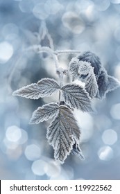 A Frozen Leaf And Bokeh