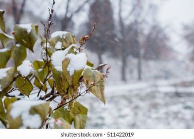 Frozen leaf on tree branch closeup. late fall