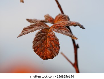 Frozen Leaf From The Rasberry Bush