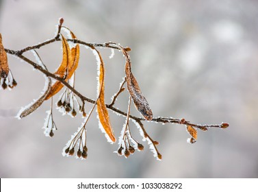 frozen leafs of linden tree on a branch. lovely nature background in winter Arkivfotografi
