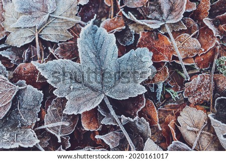 frozen leafs, winter, wintery leafs, frost, cold, leaves on the ground, ground frost,