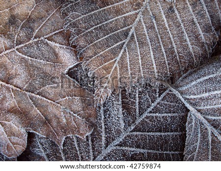 Similar – Foto Bild Der Frost geht weg. Winter