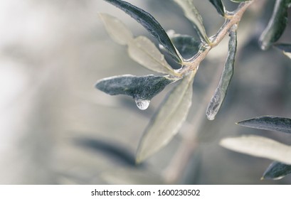 Frozen leaves after ice storm. Unusually cold weather in Italy. Leaf covered with ice macro shot. Climate change photo.