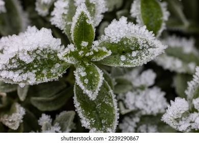 frozen leaves forming a textured background
 - Powered by Shutterstock