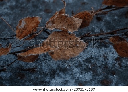 Frozen leaves on the icy ground
