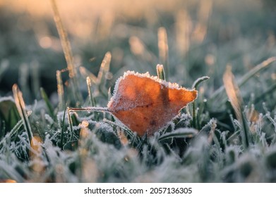 Frozen leaves on a winter grass ground landscape