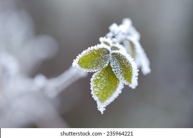 Frozen leaves of a plant in winter - Powered by Shutterstock