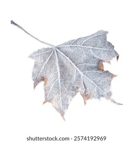 a frozen maple leaf fallen from a tree, covered with frost and ice crystals