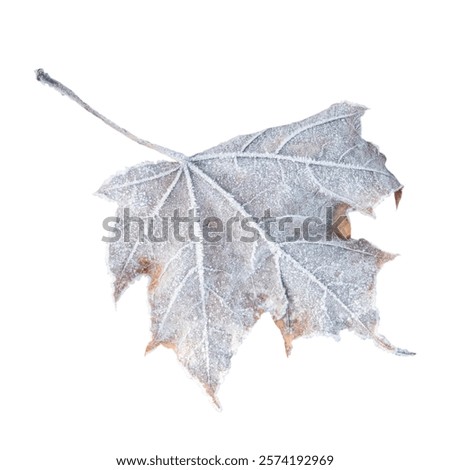 a frozen maple leaf fallen from a tree, covered with frost and ice crystals