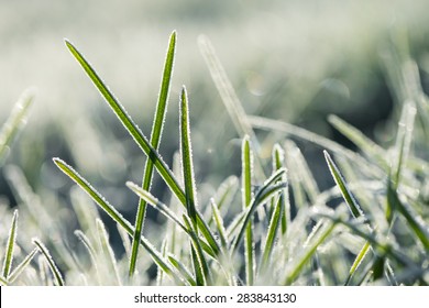 Frozen morning grass close-up. Sunny reflection in background. - Powered by Shutterstock