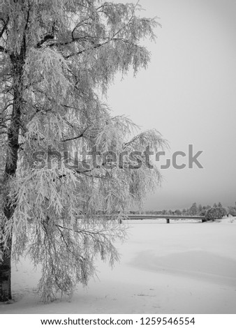 Similar – Foto Bild OH BÄUMEBAUM OH BÄUMEBAUM