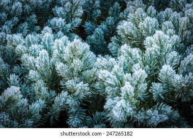 453 Blue star juniper Images, Stock Photos & Vectors | Shutterstock