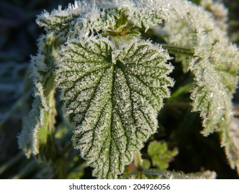 frozen nettle