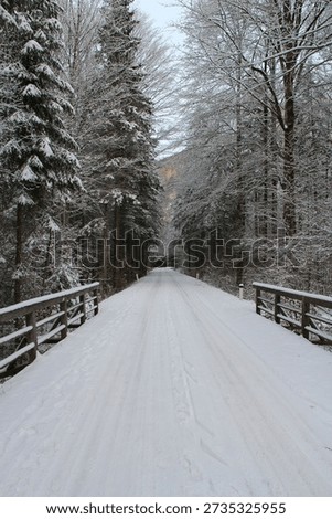 Frozen path, road, asphalt path in the forest.