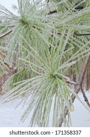 frozen pine branches