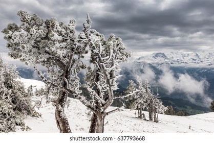 frozen pine tree
