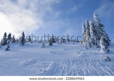 Frozen pine trees under snow at mountain slope. Zavizan region, Northern Velebit