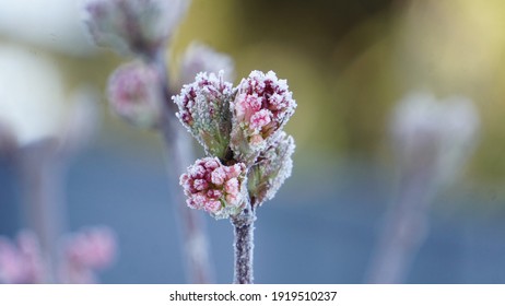 凍る 花 の画像 写真素材 ベクター画像 Shutterstock