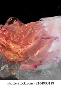 Frozen Pink Rose In A Piece Of Ice Close Up, Macro