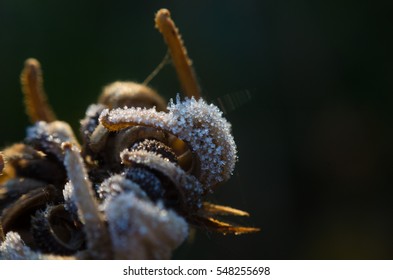 Frozen plants