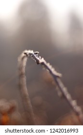 Frozen plants close up in winter