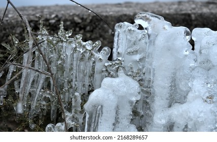 Frozen Plants During Winter On Taygetus