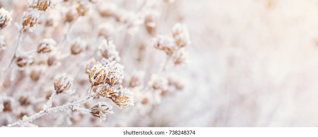 Frozen Plants. Winter Background.