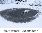 Frozen Pond with Snow-Covered Reed Island.