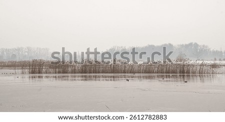 frozen pool with bare tree and reed in the marshland of Bourgoyen nature reserve, Ghent, Flanders, Belgium 